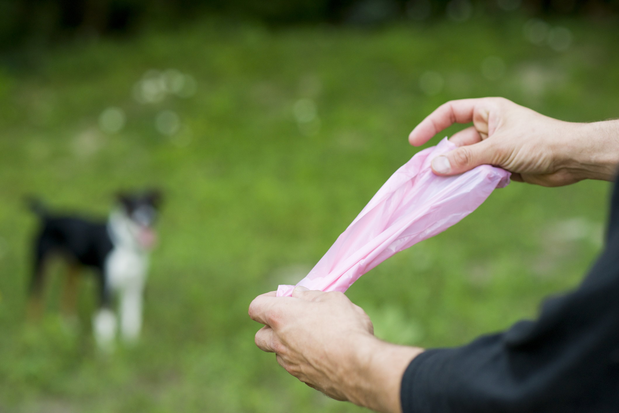 Worms in store puppy poop treatment